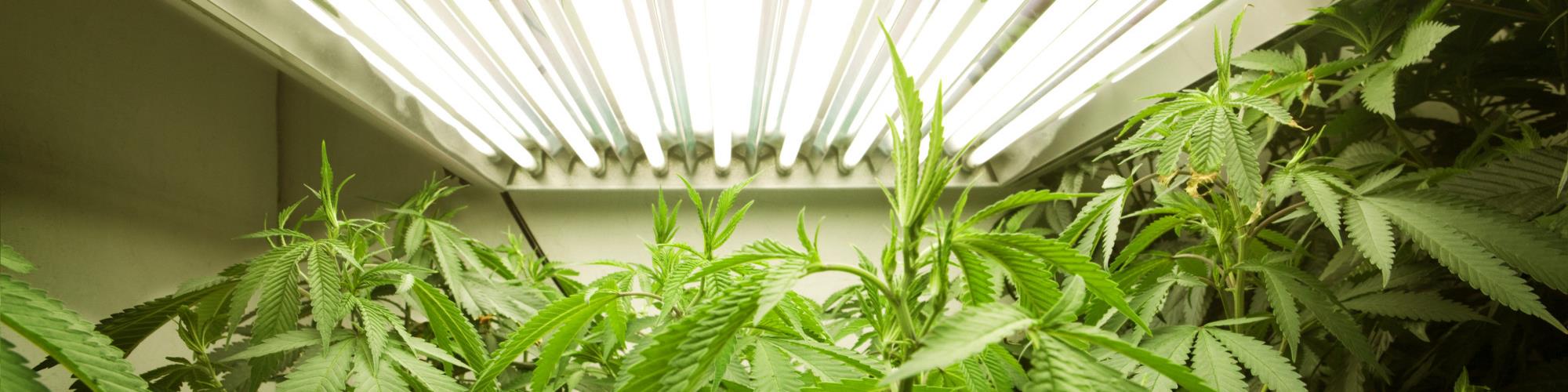 Cannabis plant image