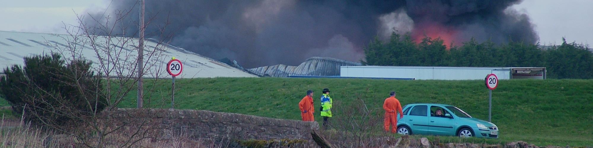 Cannabis plant image